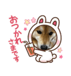 しば犬ぽんたくん（個別スタンプ：11）