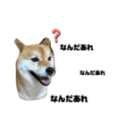 しば犬ぽんたくん（個別スタンプ：15）