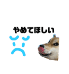 しば犬ぽんたくん（個別スタンプ：19）