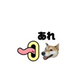 しば犬ぽんたくん（個別スタンプ：21）
