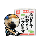 しば犬ぽんたくん（個別スタンプ：26）