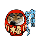 しば犬ぽんたくん（個別スタンプ：28）