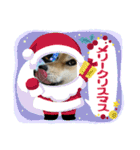 しば犬ぽんたくん（個別スタンプ：32）