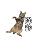 わ〜〜いなっちゃんだよ〜〜（個別スタンプ：33）