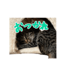 うちのねこー強化パック（個別スタンプ：12）