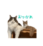 うちのねこー強化パック（個別スタンプ：15）