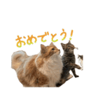 うちのねこー強化パック（個別スタンプ：21）