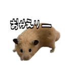 ジャム日記1！（個別スタンプ：3）