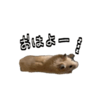 ジャム日記1！（個別スタンプ：12）
