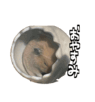 ジャム日記1！（個別スタンプ：13）