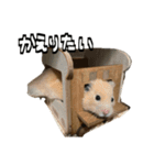 ジャム日記1！（個別スタンプ：19）