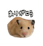 ジャム日記1！（個別スタンプ：21）
