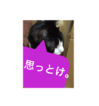 ねこ✖️猫✖️ネコ✖️ネゴっ！パート3（個別スタンプ：1）