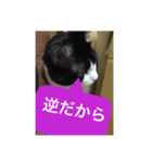 ねこ✖️猫✖️ネコ✖️ネゴっ！パート3（個別スタンプ：2）