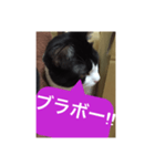 ねこ✖️猫✖️ネコ✖️ネゴっ！パート3（個別スタンプ：6）