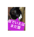 ねこ✖️猫✖️ネコ✖️ネゴっ！パート3（個別スタンプ：7）