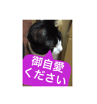 ねこ✖️猫✖️ネコ✖️ネゴっ！パート3（個別スタンプ：8）