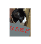 ねこ✖️猫✖️ネコ✖️ネゴっ！パート3（個別スタンプ：9）