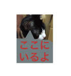 ねこ✖️猫✖️ネコ✖️ネゴっ！パート3（個別スタンプ：10）