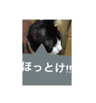 ねこ✖️猫✖️ネコ✖️ネゴっ！パート3（個別スタンプ：14）