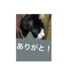 ねこ✖️猫✖️ネコ✖️ネゴっ！パート3（個別スタンプ：15）