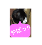 ねこ✖️猫✖️ネコ✖️ネゴっ！パート3（個別スタンプ：18）