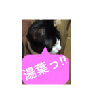 ねこ✖️猫✖️ネコ✖️ネゴっ！パート3（個別スタンプ：19）
