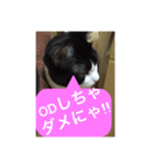 ねこ✖️猫✖️ネコ✖️ネゴっ！パート3（個別スタンプ：20）