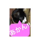ねこ✖️猫✖️ネコ✖️ネゴっ！パート3（個別スタンプ：21）
