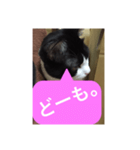 ねこ✖️猫✖️ネコ✖️ネゴっ！パート3（個別スタンプ：22）