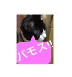 ねこ✖️猫✖️ネコ✖️ネゴっ！パート3（個別スタンプ：27）