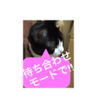 ねこ✖️猫✖️ネコ✖️ネゴっ！パート3（個別スタンプ：28）