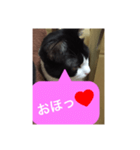 ねこ✖️猫✖️ネコ✖️ネゴっ！パート3（個別スタンプ：29）
