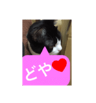 ねこ✖️猫✖️ネコ✖️ネゴっ！パート3（個別スタンプ：31）