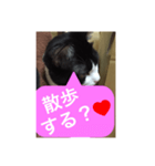 ねこ✖️猫✖️ネコ✖️ネゴっ！パート3（個別スタンプ：35）