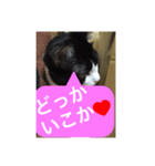 ねこ✖️猫✖️ネコ✖️ネゴっ！パート3（個別スタンプ：36）