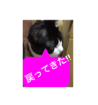 ねこ✖️猫✖️ネコ✖️ネゴっ！パート3（個別スタンプ：37）