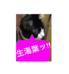ねこ✖️猫✖️ネコ✖️ネゴっ！パート3（個別スタンプ：38）