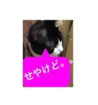 ねこ✖️猫✖️ネコ✖️ネゴっ！パート3（個別スタンプ：39）
