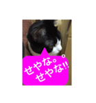ねこ✖️猫✖️ネコ✖️ネゴっ！パート3（個別スタンプ：40）