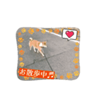 柴犬はっちゃんスタンプ2（個別スタンプ：3）