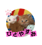 ねこまーち プリンススカイ（個別スタンプ：7）