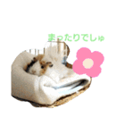 メルモ時々マハロ（個別スタンプ：9）