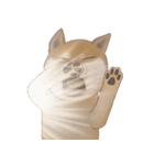柴犬 Shiba 5（個別スタンプ：3）