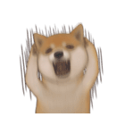 柴犬 Shiba 5（個別スタンプ：5）