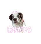 Aimer♂（個別スタンプ：2）