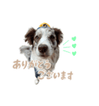 Aimer♂（個別スタンプ：3）