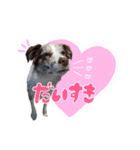 Aimer♂（個別スタンプ：8）