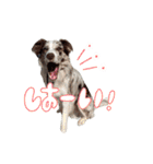 Aimer♂（個別スタンプ：9）