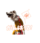 Aimer♂（個別スタンプ：11）